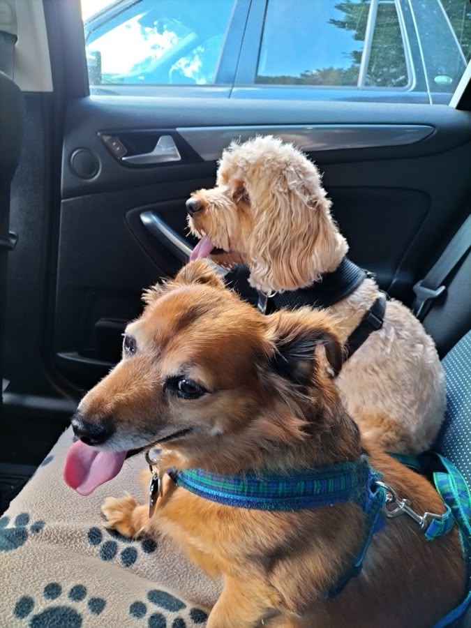 Two dogs sitting on the back seat of a car, tongues out