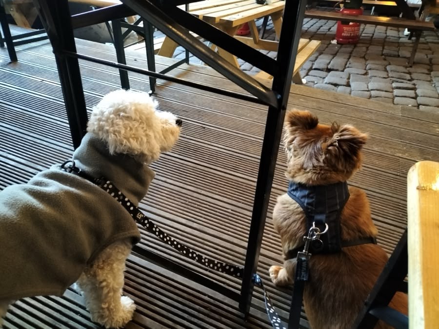 Two small dogs watching the world from a pub terrace