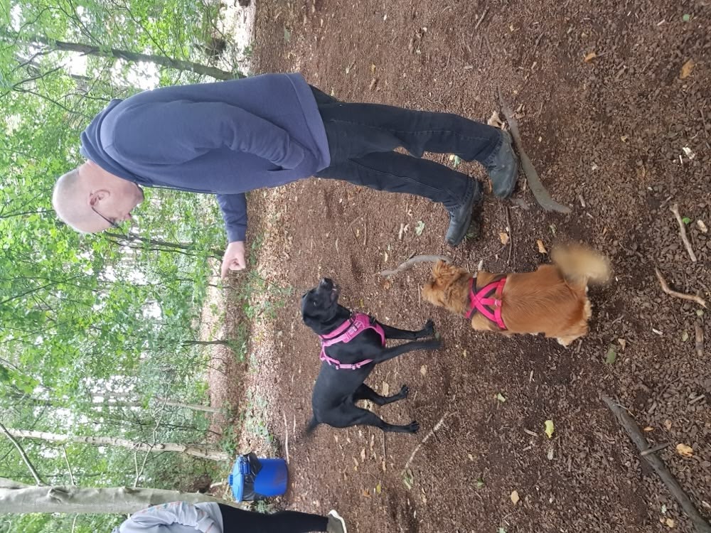 Keith working with two dogs in the woods